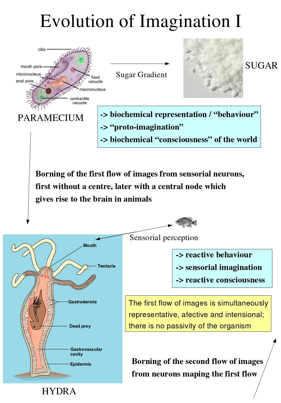 Evolution of Imagination I