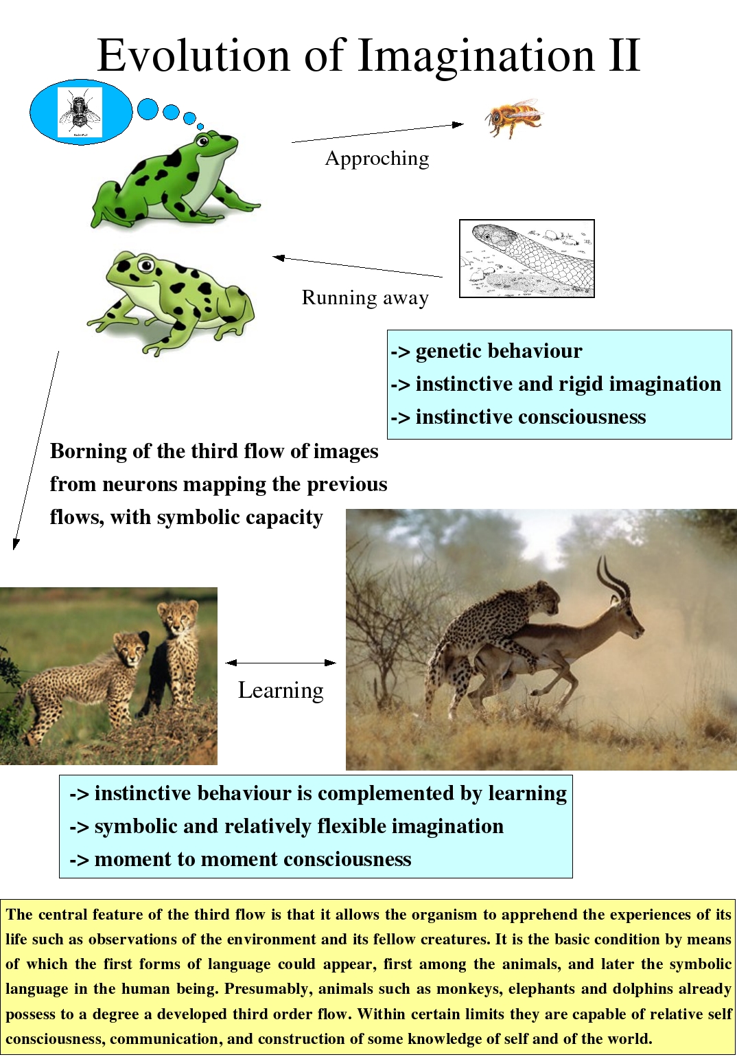 Evolution of Imagination II